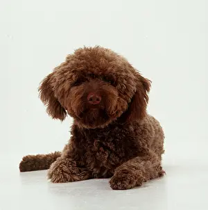 Lagotto: DOG - LAGOTTO ROMAGNOLO