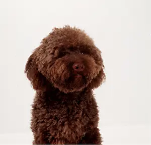 Lagotto: DOG - LAGOTTO ROMAGNOLO - Close up