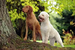 Lagotto: DOG. Lagotto Romagnolo and Hungarian Wire-haired
