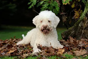 Lagotto: DOG. Lagotto romagnolo in leaves