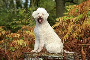 Lagotto: DOG. Lagotto romagnolo sitting on bench in ferns