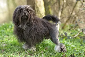 Lowchens: Dog - LAiwchen / Little Lion Dog