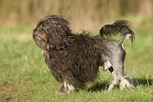 Lowchens: Dog - LAiwchen / Little Lion Dog