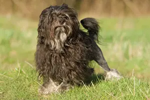 Lowchens: Dog - LAiwchen / Little Lion Dog