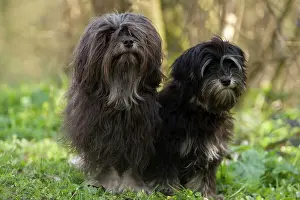 Lowchens: Dog - LAiwchen / Little Lion Dog - adult and six