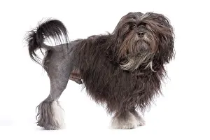 Lowchens: Dog - LAiwchen / Little Lion Dog in studio