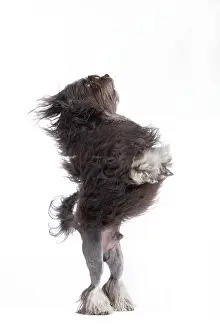 Tricks: Dog - LAiwchen / Little Lion Dog in studio on hind legs