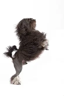 Tricks: Dog - LAiwchen / Little Lion Dog in studio on hind legs