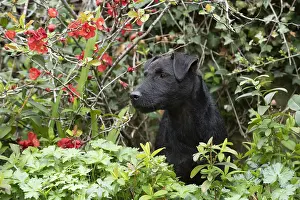 Lakeland: DOG. Lakeland Paterdale X terrier in undergrowth