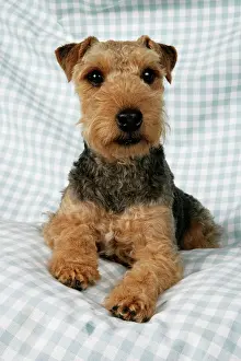 Checked: Dog - Lakeland Terrier on blue and white checked material