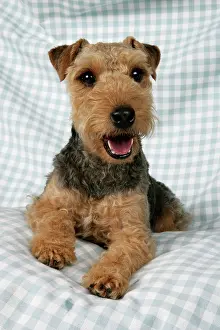Checked: Dog - Lakeland Terrier on blue and white checked material