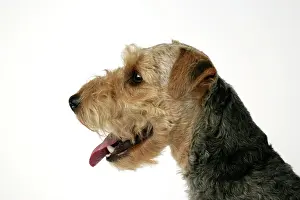 Lakeland: Dog - Lakeland Terrier with mouth open