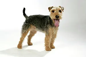 Dog - Lakeland Terrier standing up panting