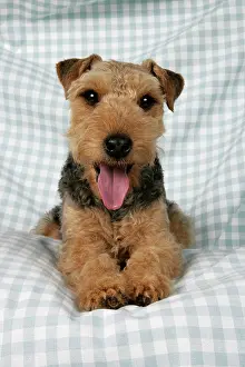 Checked: Dog - Lakeland Terrier with tongue sticking out