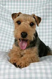 Checked: Dog - Lakeland Terrier with tongue sticking out