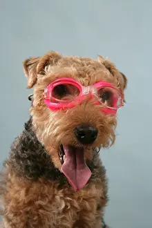 Goggles: Dog - Lakeland Terrier wearing goggles
