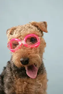 Goggles: Dog - Lakeland Terrier wearing goggles