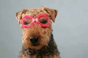 Goggles: Dog - Lakeland Terrier wearing goggles