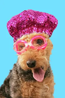 Lakeland: Dog - Lakeland Terrier wearing goggles and bathing
