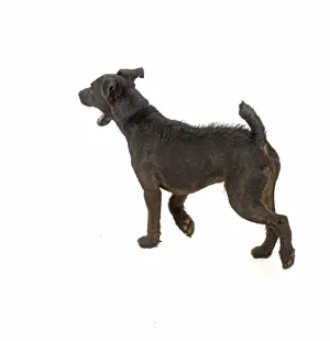 Lakeland: DOG. Lakeland X Paterdale terrier, studio, walking away