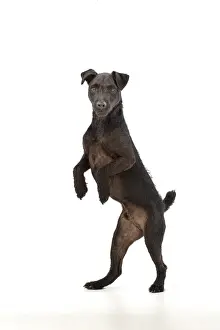 Lakeland: DOG. Lakeland X Paterdale terrier dancing, on