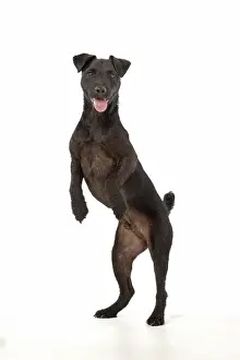 Lakeland: DOG. Lakeland X Paterdale terrier dancing, on
