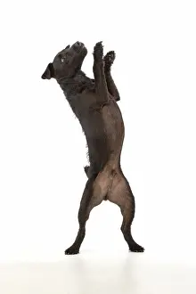 Lakeland: DOG. Lakeland X Paterdale terrier dancing, on