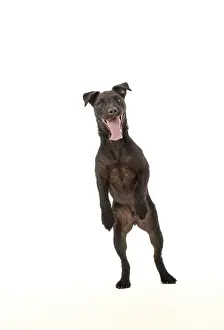 Lakeland: DOG. Lakeland X Paterdale terrier dancing, on