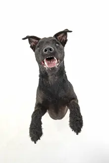 Lakeland: DOG. Lakeland X Paterdale terrier dancing, on