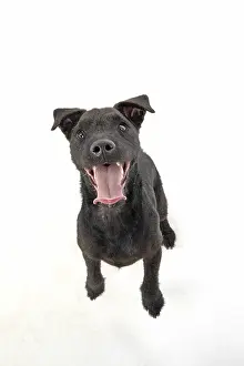Lakeland: DOG. Lakeland X Paterdale terrier dancing, on