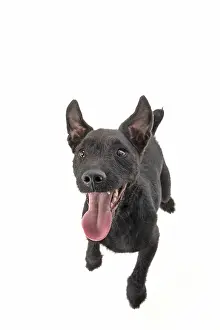 Lakeland: DOG. Lakeland X Paterdale terrier dancing, on