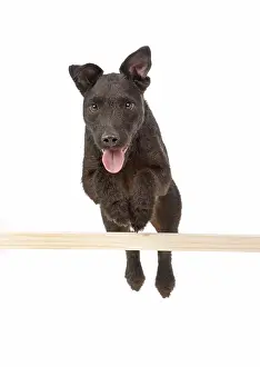 Lakeland: DOG. Lakeland X Paterdale terrier jumping over a