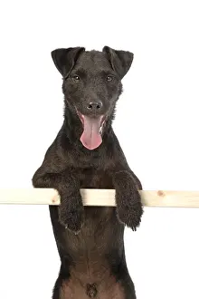 Lakeland: DOG. Lakeland X Paterdale terrier, paws over bar