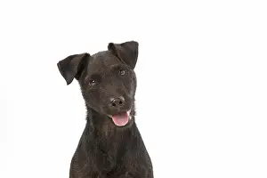 Lakeland: DOG. Lakeland X Paterdale terrier, on white, studio