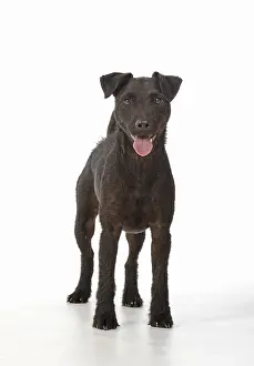 Lakeland: DOG. Lakeland X Paterdale terrier, on white, studio