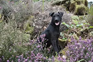 Lakeland: DOG. Lakeland x Paterdale X terrier in heather
