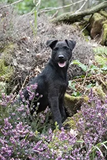 Lakeland: DOG. Lakeland x Paterdale X terrier in heather