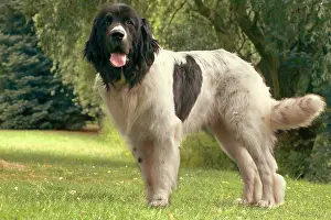 Landseer: Dog - Landseer