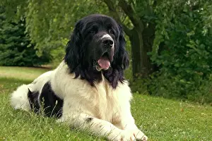 Landseer: Dog - Landseer