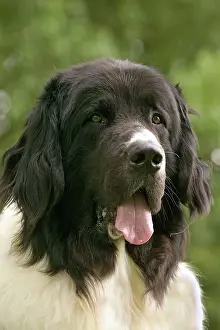 Landseer: Dog - Landseer