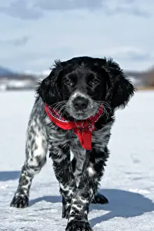 Munsterlander: Dog - Large Munsterlander puppy standing on frozen