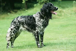 Munsterlander: DOG - Large Munsterlander, standing on lawn. Side profile