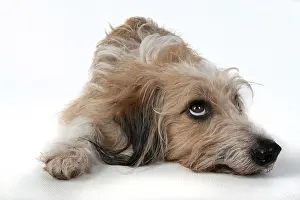 Guilty: DOG. laying, with eyes looking up. studio, white background