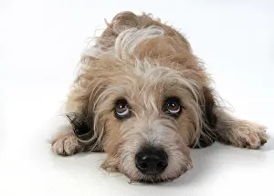 Guilty: DOG. laying, with eyes looking up. studio, white background