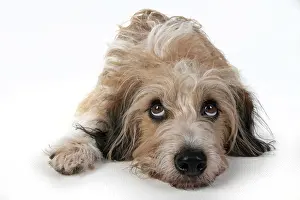 Guilty: DOG. laying, with eyes looking up. studio, white background