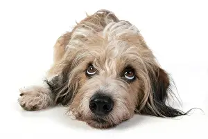 Guilty: DOG. laying, with eyes looking up. studio, white background