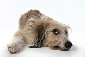 Guilty: DOG. laying, with eyes looking up. studio, white background