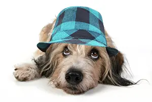 Check: DOG. laying, with eyes looking up wearing blue checked hat