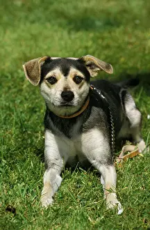 Lead: Dog laying on Grass