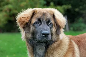 Leonbergers: Dog - Leonberger